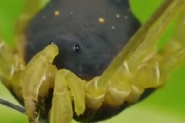 (VIDEO) Šta je ovo, mila majko?! Pronađena životinja koja je mešavina psa i pauka?!