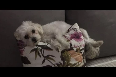 Nestao maltezer na Altini: Ako ga vidite, javite se na ovaj broj