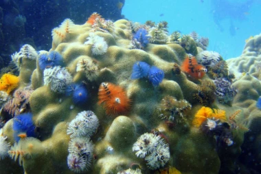 Uznemirujuće prognoze: Milion vrsta biljaka i životinja nestaće zbog ljudskih aktivnosti