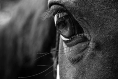 Australijanci kobilu proglasili za ličnost godine, jer ljudi nemaju OVE osobine