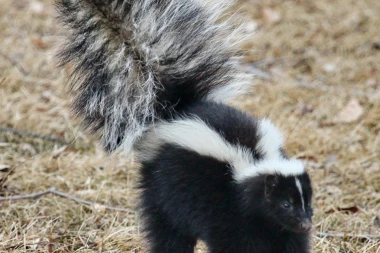 NEVEROVATAN SLUČAJ! U Sloveniji tvor zaražen koronavirusom, nećete verovati kako je došlo do toga!