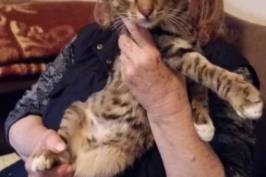 POTREBNI SU MU LJUBAV I NOVA PORODICA: Udomite zdravog mačora spašenog sa ulice