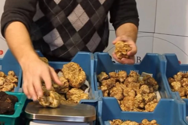 Najskuplja gljiva na svetu raste i u Srbiji! Specifičnog mirisa, izuzetnog ukusa, leči potenciju - TARTUF!