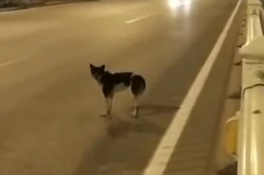 (VIDEO) Suze same kreću: Pas se od avgusta ne miče sa mesta na kojem mu je poginula vlasnica!