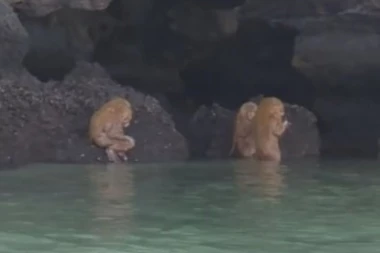 (VIDEO) Prizor zaledio turiste na Tajlandu: Videli su jeziva bića!