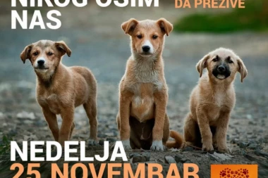 APEL SVIM DOBRIM LJUDIMA: Udruženje Alfa u nedelju prikuplja hranu za napuštene pse, pomozimo im jer je situacija kritiča