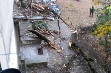 (FOTO) KOLAPS U BEOGRADSKOM NASELJU: Stablo se sručilo u stan, poseklo bebu i njenu majku!