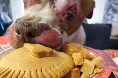 (VIDEO) DIRLJIVI SNIMAK: Radnici azila priredili svečanu večeru za sve pse na Dan zahvalnosti!