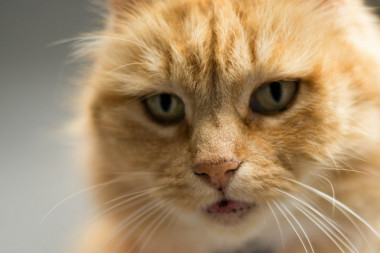 Mačak sa Sicilije izgubio je šape u nesreći, pa postao zvezda Instagrama