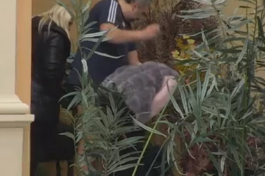 Marija u strahu da će Miljana ponovo da zatrudni: Kulićevoj pozlilo!