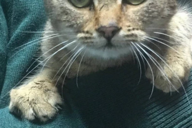 Još jedan jeziv slučaj nasilja nad životinjama: Mačka obešena o kontejner