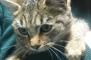 Šta su crne tačke na njuškici i da li mogu biti opasne?