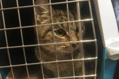 PREŽIVELA JE PAKAO: Ovoj predivnoj maci će biti potreban privremeni smeštaj nakon operacije!