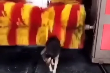 (VIDEO) Dok neki vlasnici vode pse u salon lepote, ova lutalica je našla način da izgleda lepše od svake ošišane pudlice!