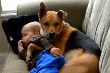 (VIDEO) Kad te pas ušuška umesto mame i tate: Pogledajte kako se ovaj lepotan brine o bolesnom dečaku