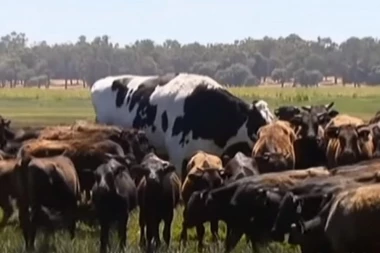 (VIDEO) IZBEGAO KLANJE JER JE PREVELIK: Ovo je najveći bik na svetu!