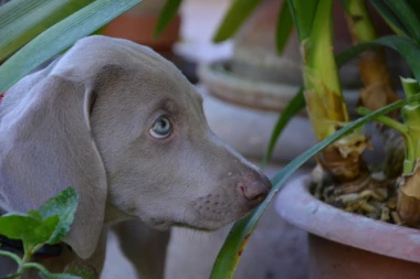 Napravite u stanu "biljnu apoteku" za ljubimca!