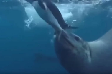 (VIDEO) LICEM U LICE S OPASNIM PREDATOROM: "Celu moju glavu stavila je u usta, ali onda me je totalno iznenadila"