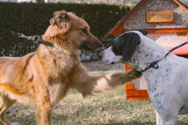 Rešena misterija: Da li ljubimci mogu da se zaraze koronom i prenesu virus vlasnicima?