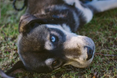 KAKO DA SMIRITE NEPOSLUŠNOG PSA: Metode pomoću kojih se možete izboriti protiv lošeg ponašanja