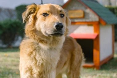 Aplikacija će tražiti izgubljene ljubimce?