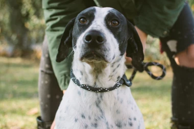 Dejan je šaptač pasa, a to znači da uz pomoć glasa uspeva da pripitomi i najneposlušnije rase