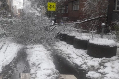 (FOTO) Drveće ne prestaje da pada! U Beogradu i danas blokirane ulice zbog snega
