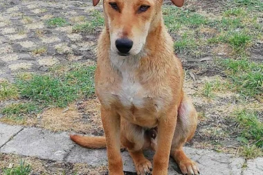 HITAN APEL: Da spasemo Žući život!