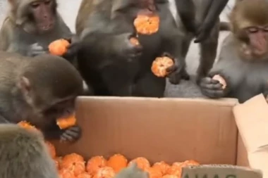 (VIDEO) NEKI DA UČE OD NJIH! Majmuni u redu pokazali kako se uzima poklonjena hrana