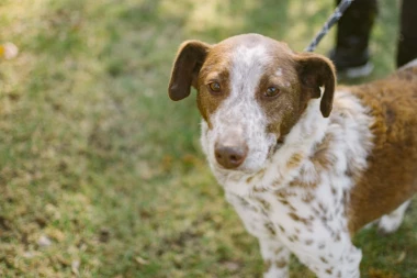 MANJE KALORIJA, VIŠE KVALITETA: Šta sve vlasnici treba da znaju o ishrani starih mačaka i pasa