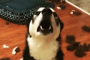 (VIDEO) Nerealno: Ovaj prelepi pas je napravio haos, a onda je i te kako stao u svoju odbranu!