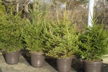 NAJBOLJE JE DA OKITITE JELKU SA BUSENOM: Praznik u skladu s prirodom