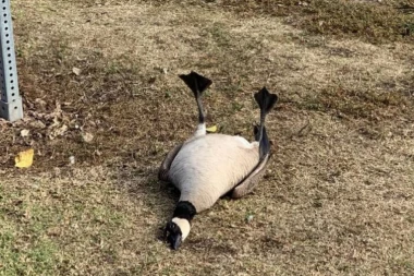 (FOTO) KAKAV NEMAR: Ptice se predozirale koktelom tableta koje je neko bacio u park i to kakvim!