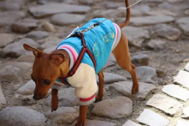 Evo kako da sačuvate svog ljubimca od petardi i vatrometa