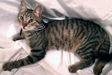 Urnebesan pokušaj mačka da izađe napolje postao hit na internetu