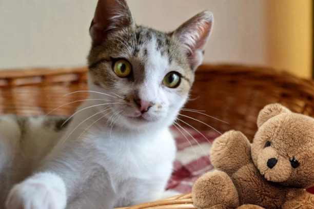 (VIDEO) Mačka - rame za plakanje: Pogledajte kako je krznena lepotica tešila uplakanu devojčicu