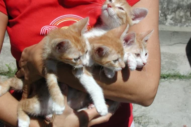 Šta raditi ako pronađete izgubljeno mače?