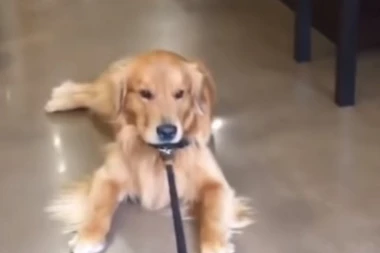 (VIDEO) Oduševićete se: On je rešio da ne napusti pet šop, pa po cenu da ga vuku napolje!