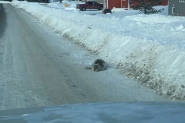 (VIDEO, FOTO) Blokiraju saobraćaj, ulaze u kuće i radnje: Ove životinje su preplavile grad!