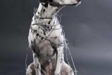 POD HITNO VEĆE KAZNE ZA ZLOSTAVLJAČE ŽIVOTINJA! Predstavnici Ministarstva pravde pozitivno reagovali na inicijativu Srpskog telegrafa i organizacije ORCA