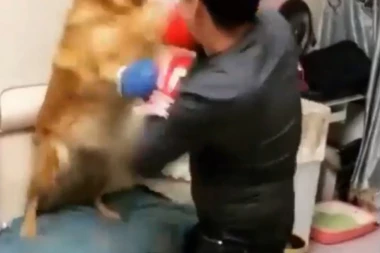 (VIDEO) NAVUKAO JE PSU NA ŠAPE BOKSERSKE RUKAVICE, A ONDA JE USLEDILO OVO