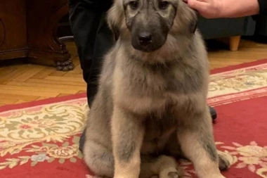 (FOTO) Ovo je štene koje će Vučić pokloniti Putinu: Ima i svoj pasoš