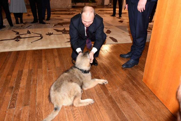 (FOTO) Putin i šarplaninac Paša se upoznali: Šef Kremlja oduševljen poklonom!