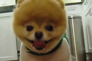 (VIDEO) SLOMLJENO MU SRCE: Uginulo najlepše kučence na svetu