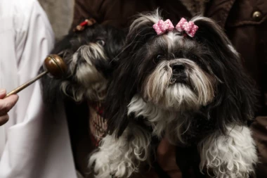 (FOTO) (VIDEO) Crkva u Madridu i ove godine "blagosilja" kuce, mace i ptice