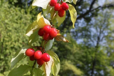 Da bi ste i vi bili "zdravi kao dren", u poklon dodatku "Ruski lekar" saznajte sve o ovoj veličanstvenoj biljki
