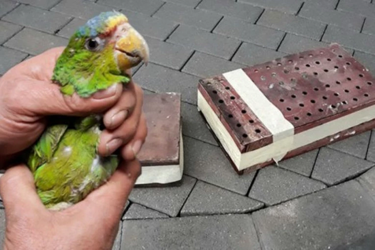 GRCI NEĆE SRBINU DA OPROSTE 20.000 EVRA KAZNE! Oglasilo se tamašnje društvo za zaštitu životinja: "OVO JE ZA NAUK SVIMA, UNAKAZIO JE PAPAGAJIMA KRILA"!