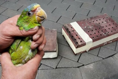 GRCI NEĆE SRBINU DA OPROSTE 20.000 EVRA KAZNE! Oglasilo se tamašnje društvo za zaštitu životinja: "OVO JE ZA NAUK SVIMA, UNAKAZIO JE PAPAGAJIMA KRILA"!