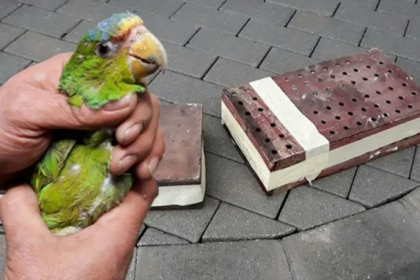 GRCI NEĆE SRBINU DA OPROSTE 20.000 EVRA KAZNE! Oglasilo se tamašnje društvo za zaštitu životinja: "OVO JE ZA NAUK SVIMA, UNAKAZIO JE PAPAGAJIMA KRILA"!