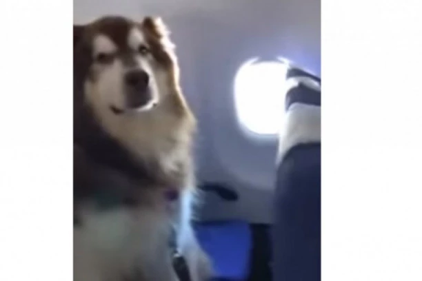 BOGATE ŽIVOTINJE: Ljubimci sve više lete avionom, evo zašto